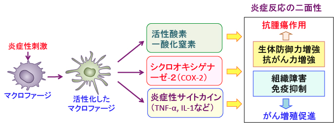 免疫力を高める時に「がんを悪化させるメカニズムも作用する」