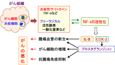 シクロオキシゲナーゼ-2（COX-2）はがんを悪化する