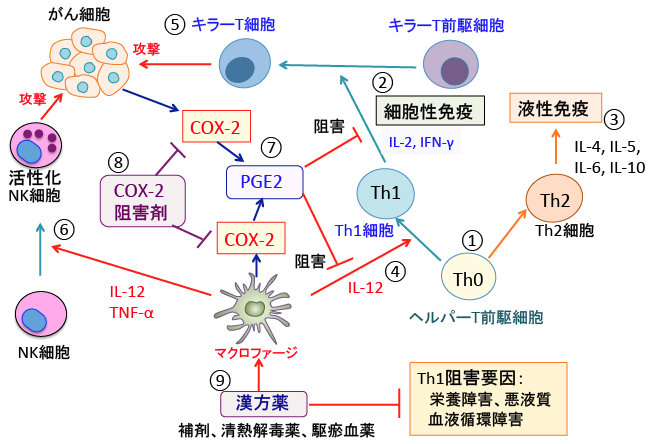 漢方薬とCOX-2阻害剤の併用は抗腫瘍免疫を高める